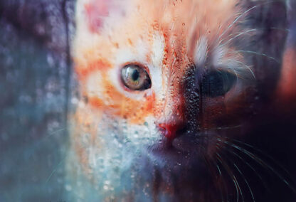 Sad Kity Cat Stock Photo - Colorful Royalty-Free Stock Images and Animations at Budget Price