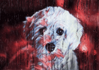Sad Puppy Rainy Animation - Colorful Royalty-Free Stock Images and Animations at Budget Price