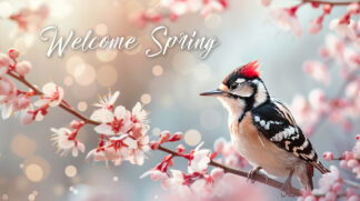 Welcome Spring - Colorful Woodpecker in Nature